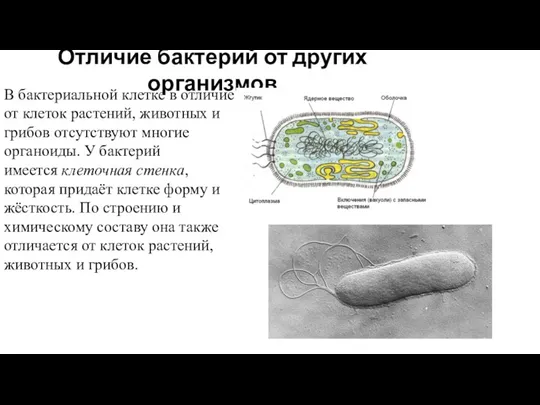 Отличие бактерий от других организмов В бактериальной клетке в отличие