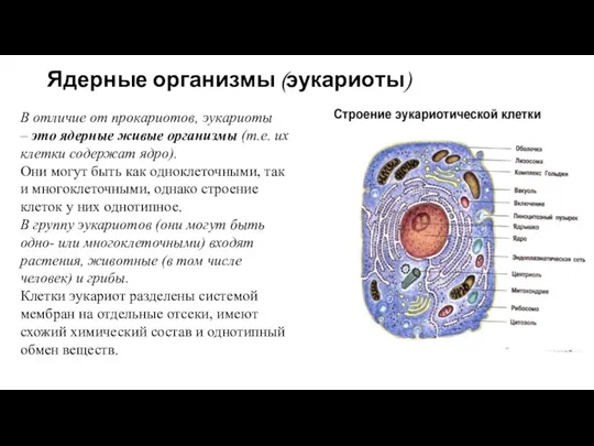 Ядерные организмы (эукариоты) В отличие от прокариотов, эукариоты – это