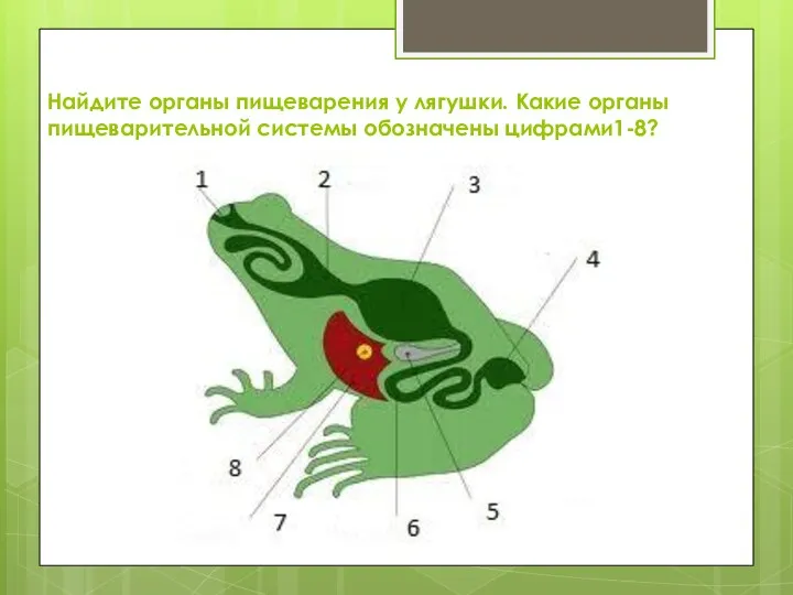 Найдите органы пищеварения у лягушки. Какие органы пищеварительной системы обозначены цифрами1-8?