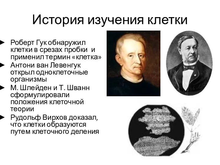 История изучения клетки Роберт Гук обнаружил клетки в срезах пробки