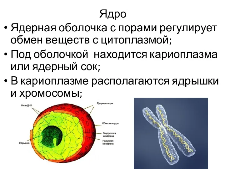 Ядро Ядерная оболочка с порами регулирует обмен веществ с цитоплазмой;