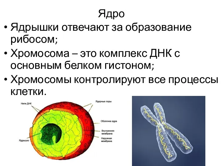 Ядро Ядрышки отвечают за образование рибосом; Хромосома – это комплекс