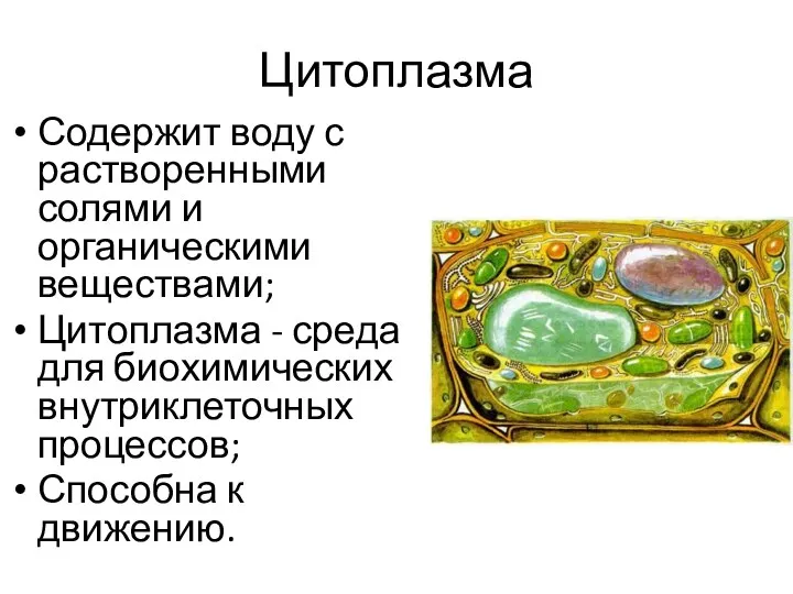 Цитоплазма Содержит воду с растворенными солями и органическими веществами; Цитоплазма