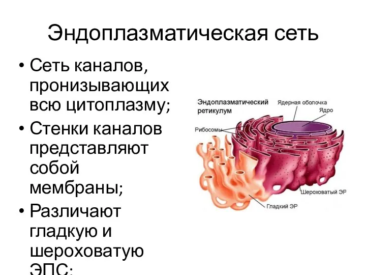 Эндоплазматическая сеть Сеть каналов, пронизывающих всю цитоплазму; Стенки каналов представляют