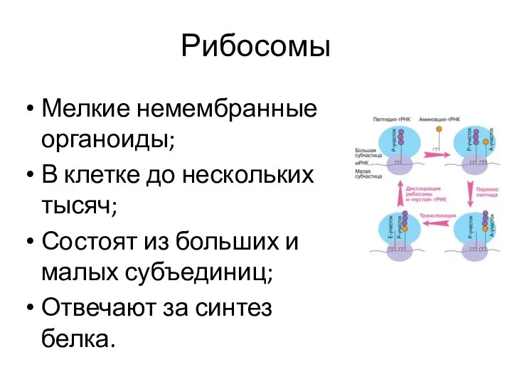 Рибосомы Мелкие немембранные органоиды; В клетке до нескольких тысяч; Состоят