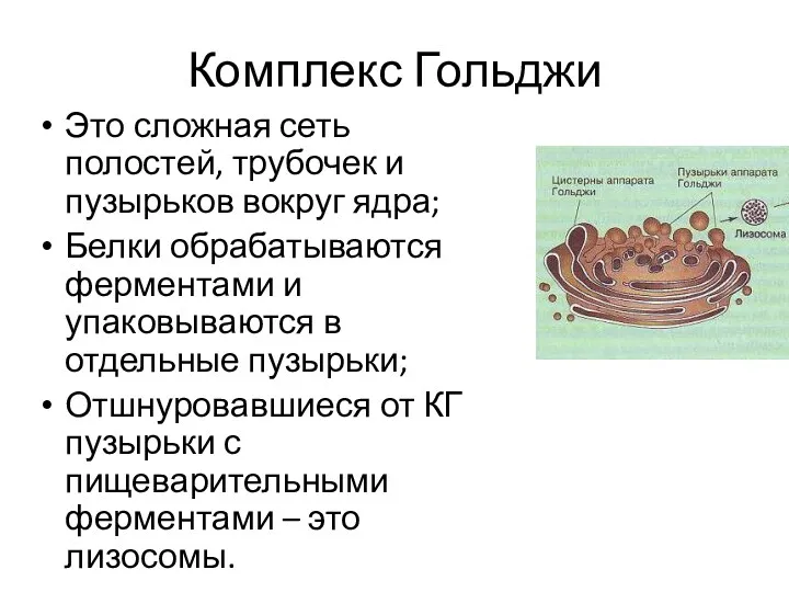 Комплекс Гольджи Это сложная сеть полостей, трубочек и пузырьков вокруг