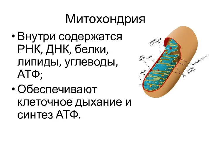 Митохондрия Внутри содержатся РНК, ДНК, белки, липиды, углеводы, АТФ; Обеспечивают клеточное дыхание и синтез АТФ.