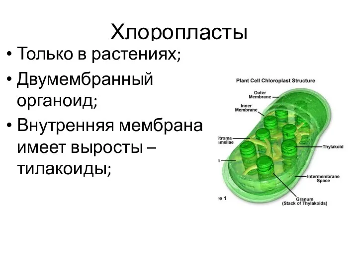 Хлоропласты Только в растениях; Двумембранный органоид; Внутренняя мембрана имеет выросты – тилакоиды;