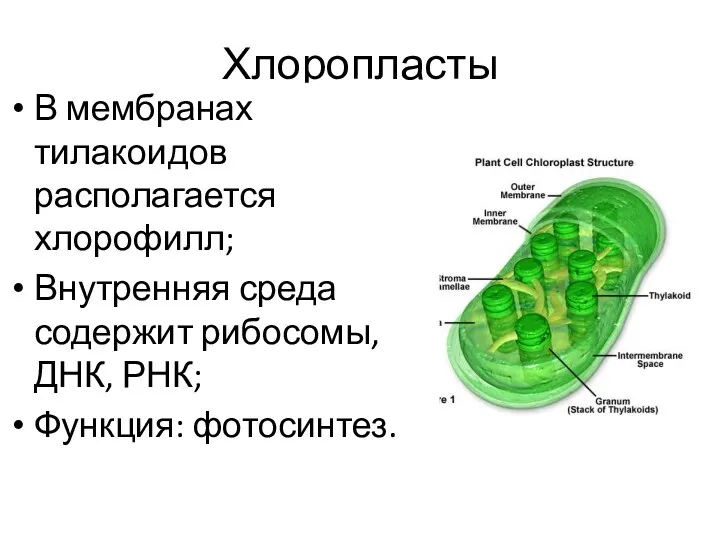 Хлоропласты В мембранах тилакоидов располагается хлорофилл; Внутренняя среда содержит рибосомы, ДНК, РНК; Функция: фотосинтез.