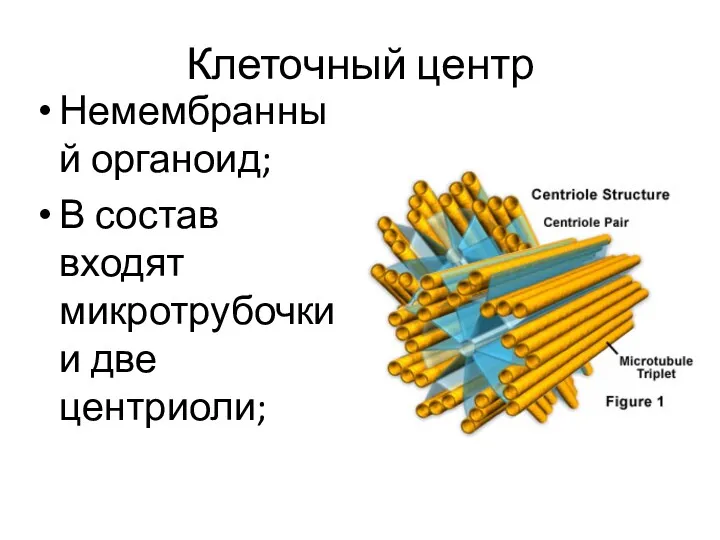 Клеточный центр Немембранный органоид; В состав входят микротрубочки и две центриоли;