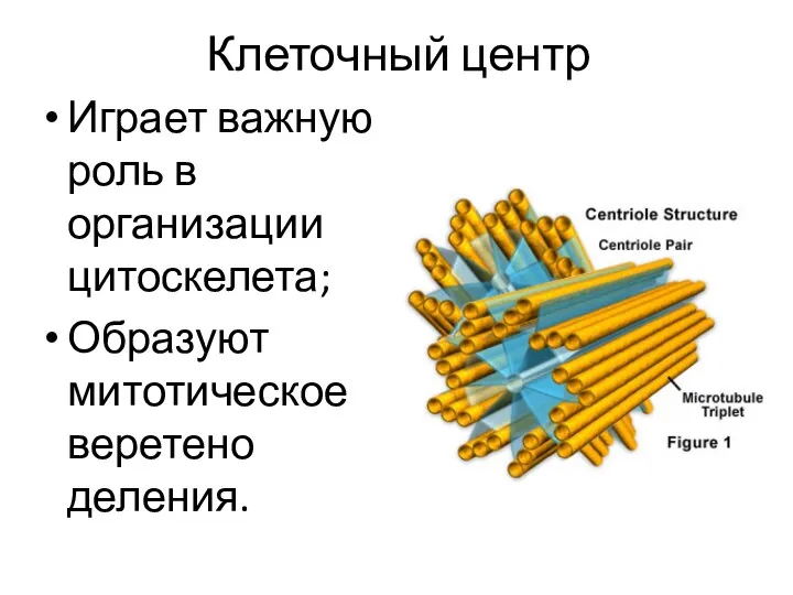 Клеточный центр Играет важную роль в организации цитоскелета; Образуют митотическое веретено деления.