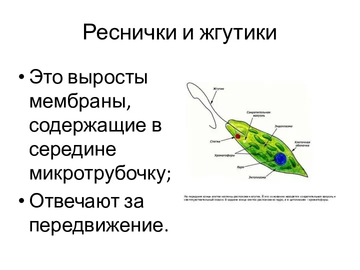 Реснички и жгутики Это выросты мембраны, содержащие в середине микротрубочку; Отвечают за передвижение.