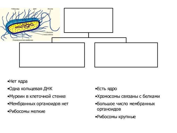 Нет ядра Одна кольцевая ДНК Муреин в клеточной стенке Мембранных