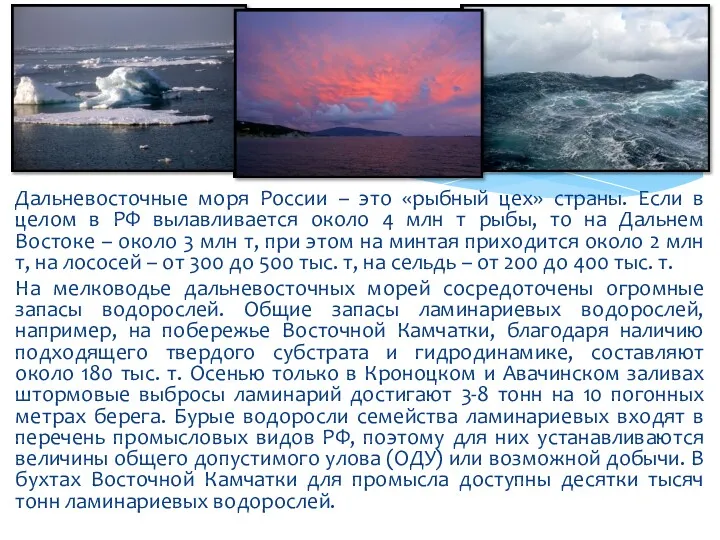Дальневосточные моря России – это «рыбный цех» страны. Если в целом в РФ