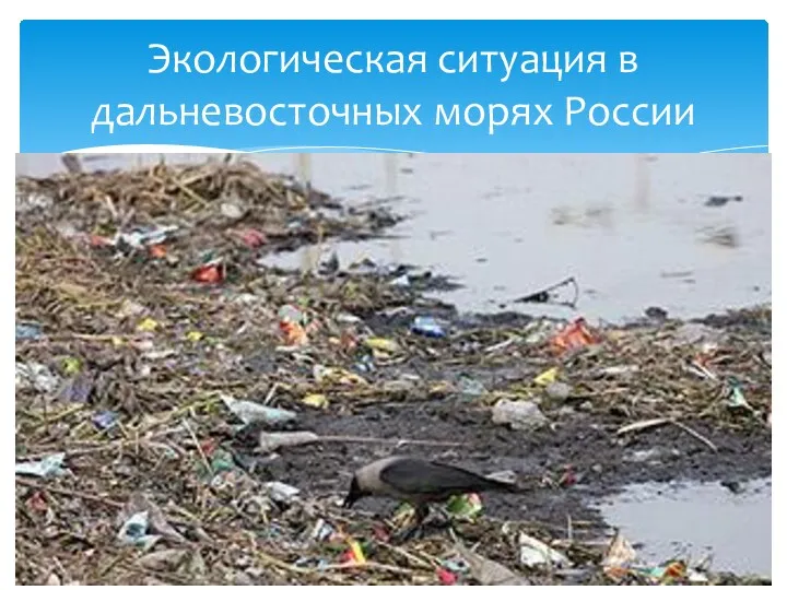 Экологическая ситуация в дальневосточных морях России