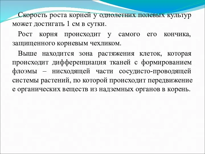 Скорость роста корней у однолетних полевых культур может достигать 1