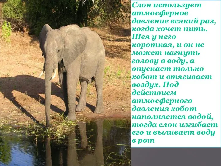 Слон использует атмосферное давление всякий раз, когда хочет пить. Шея