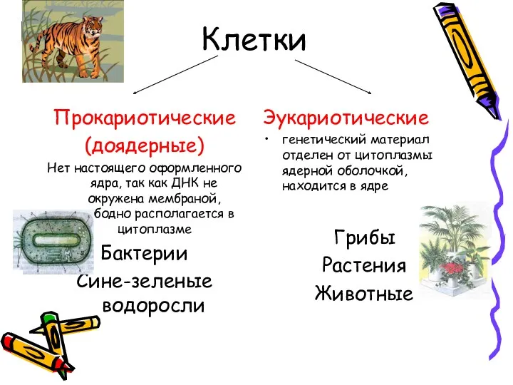 Клетки Прокариотические (доядерные) Нет настоящего оформленного ядра, так как ДНК