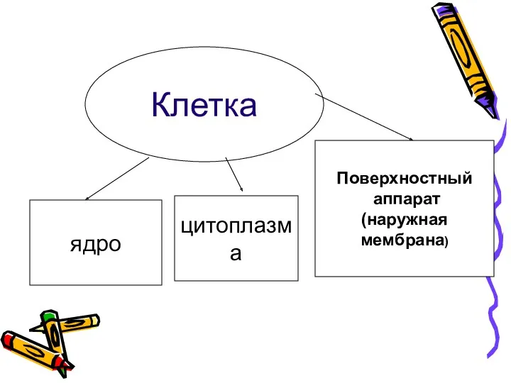 Клетка ядро Поверхностный аппарат (наружная мембрана) цитоплазма