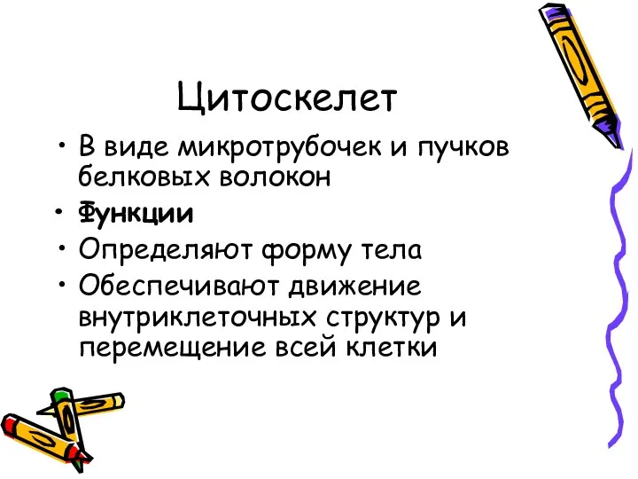 Цитоскелет В виде микротрубочек и пучков белковых волокон Функции Определяют