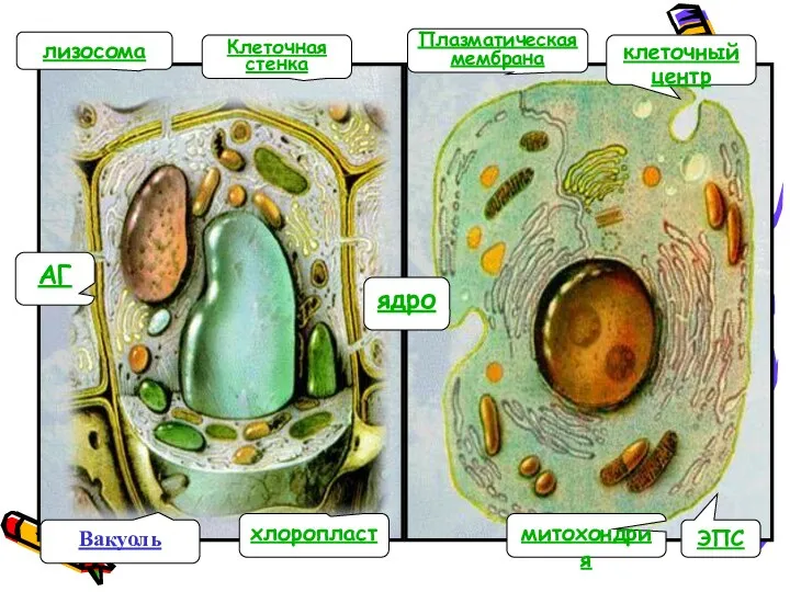 ЭПС АГ ядро митохондрия клеточный центр лизосома Вакуоль хлоропласт Плазматическая мембрана Клеточная стенка