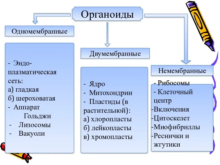 - Эндо- плазматическая сеть: а) гладкая б) шероховатая - Аппарат