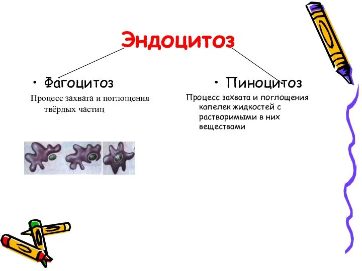 Эндоцитоз Фагоцитоз Процесс захвата и поглощения твёрдых частиц Пиноцитоз Процесс