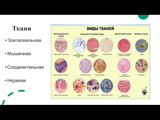 Ткани Эпителиальная Мышечная Соединительная Нервная