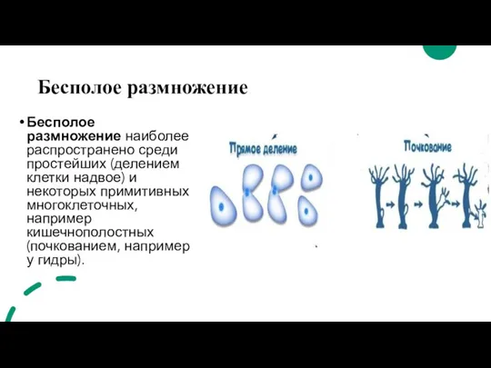 Бесполое размножение Бесполое размножение наиболее распространено среди простейших (делением клетки