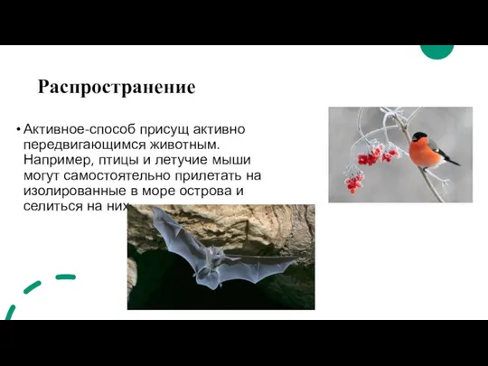 Распространение Активное-способ присущ активно передвигающимся животным. Например, птицы и летучие