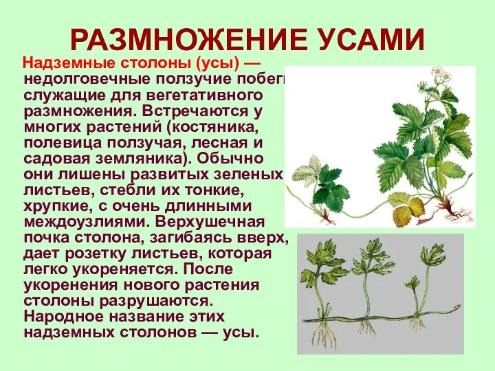 РАЗМНОЖЕНИЕ УСАМИ Надземные столоны (усы) — недолговечные ползучие побеги, служащие