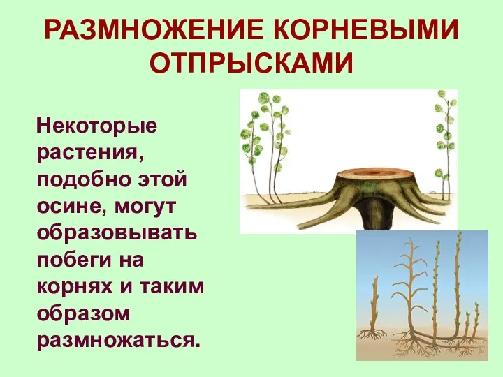 РАЗМНОЖЕНИЕ КОРНЕВЫМИ ОТПРЫСКАМИ Некоторые растения, подобно этой осине, могут образовывать