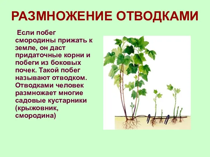 РАЗМНОЖЕНИЕ ОТВОДКАМИ Если побег смородины прижать к земле, он даст