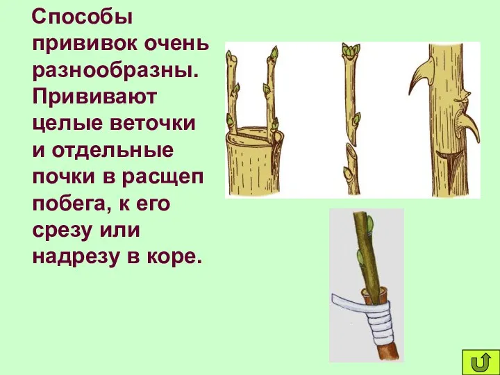 Способы прививок очень разнообразны. Прививают целые веточки и отдельные почки