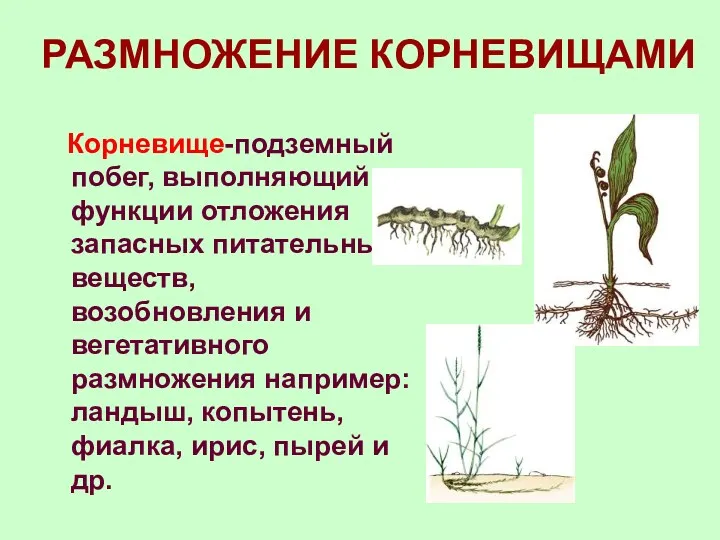 РАЗМНОЖЕНИЕ КОРНЕВИЩАМИ Корневище-подземный побег, выполняющий функции отложения запасных питательных веществ,