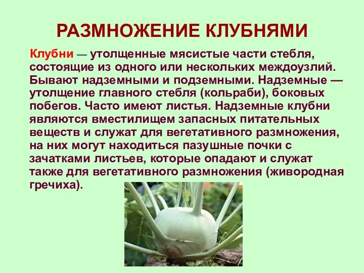 РАЗМНОЖЕНИЕ КЛУБНЯМИ Клубни — утолщенные мясистые части стебля, состоящие из