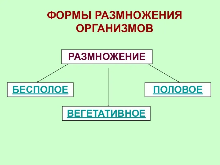 ФОРМЫ РАЗМНОЖЕНИЯ ОРГАНИЗМОВ РАЗМНОЖЕНИЕ БЕСПОЛОЕ ВЕГЕТАТИВНОЕ ПОЛОВОЕ