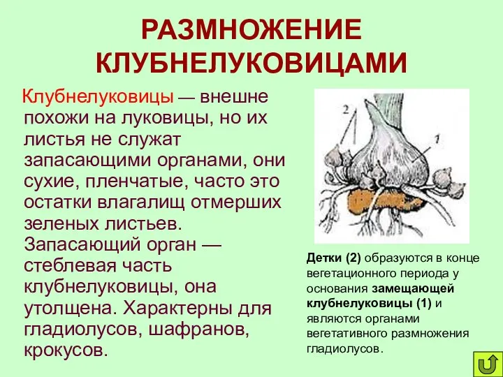 РАЗМНОЖЕНИЕ КЛУБНЕЛУКОВИЦАМИ Клубнелуковицы — внешне похожи на луковицы, но их