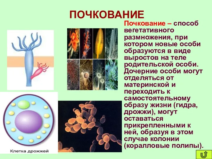 ПОЧКОВАНИЕ Почкование – способ вегетативного размножения, при котором новые особи