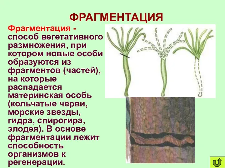 ФРАГМЕНТАЦИЯ Фрагментация - способ вегетативного размножения, при котором новые особи