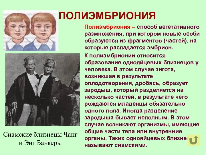 ПОЛИЭМБРИОНИЯ Полиэмбриония – способ вегетативного размножения, при котором новые особи