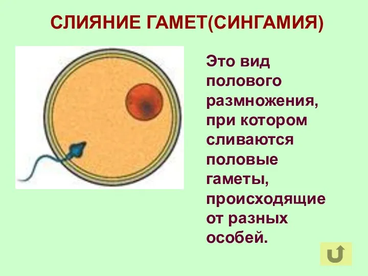 СЛИЯНИЕ ГАМЕТ(СИНГАМИЯ) Это вид полового размножения, при котором сливаются половые гаметы, происходящие от разных особей.