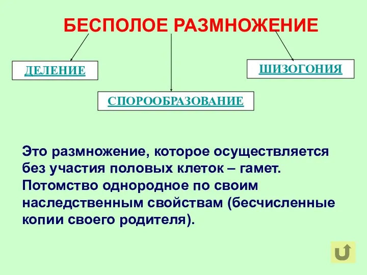 БЕСПОЛОЕ РАЗМНОЖЕНИЕ Это размножение, которое осуществляется без участия половых клеток