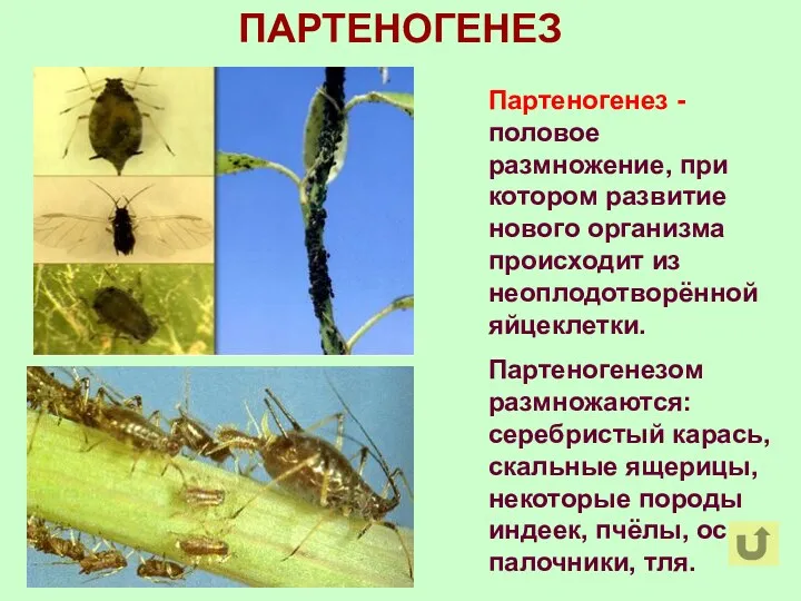 ПАРТЕНОГЕНЕЗ Партеногенез - половое размножение, при котором развитие нового организма