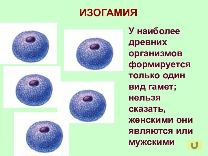 ИЗОГАМИЯ У наиболее древних организмов формируется только один вид гамет;