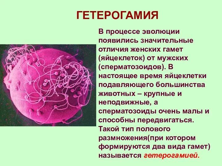 ГЕТЕРОГАМИЯ В процессе эволюции появились значительные отличия женских гамет(яйцеклеток) от