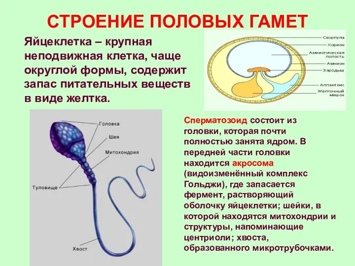 СТРОЕНИЕ ПОЛОВЫХ ГАМЕТ Яйцеклетка – крупная неподвижная клетка, чаще округлой