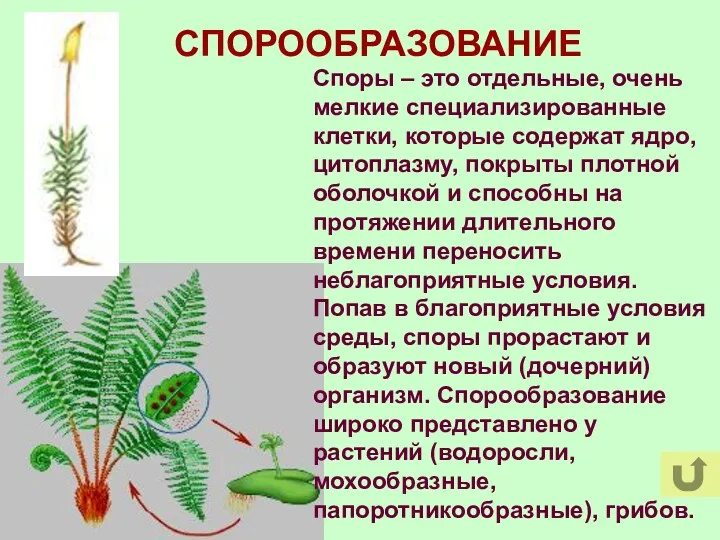 СПОРООБРАЗОВАНИЕ Споры – это отдельные, очень мелкие специализированные клетки, которые