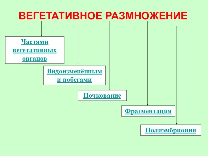 ВЕГЕТАТИВНОЕ РАЗМНОЖЕНИЕ Частями вегетативных органов Видоизменёнными побегами Почкование Фрагментация Полиэмбриония