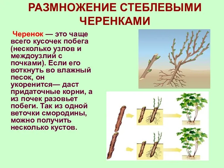 РАЗМНОЖЕНИЕ СТЕБЛЕВЫМИ ЧЕРЕНКАМИ Черенок — это чаще всего кусочек побега